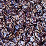 Christmas Lima Bean - Rancho Gordo