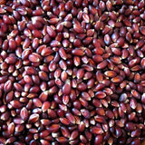 Crimson Popping Corn - Rancho Gordo