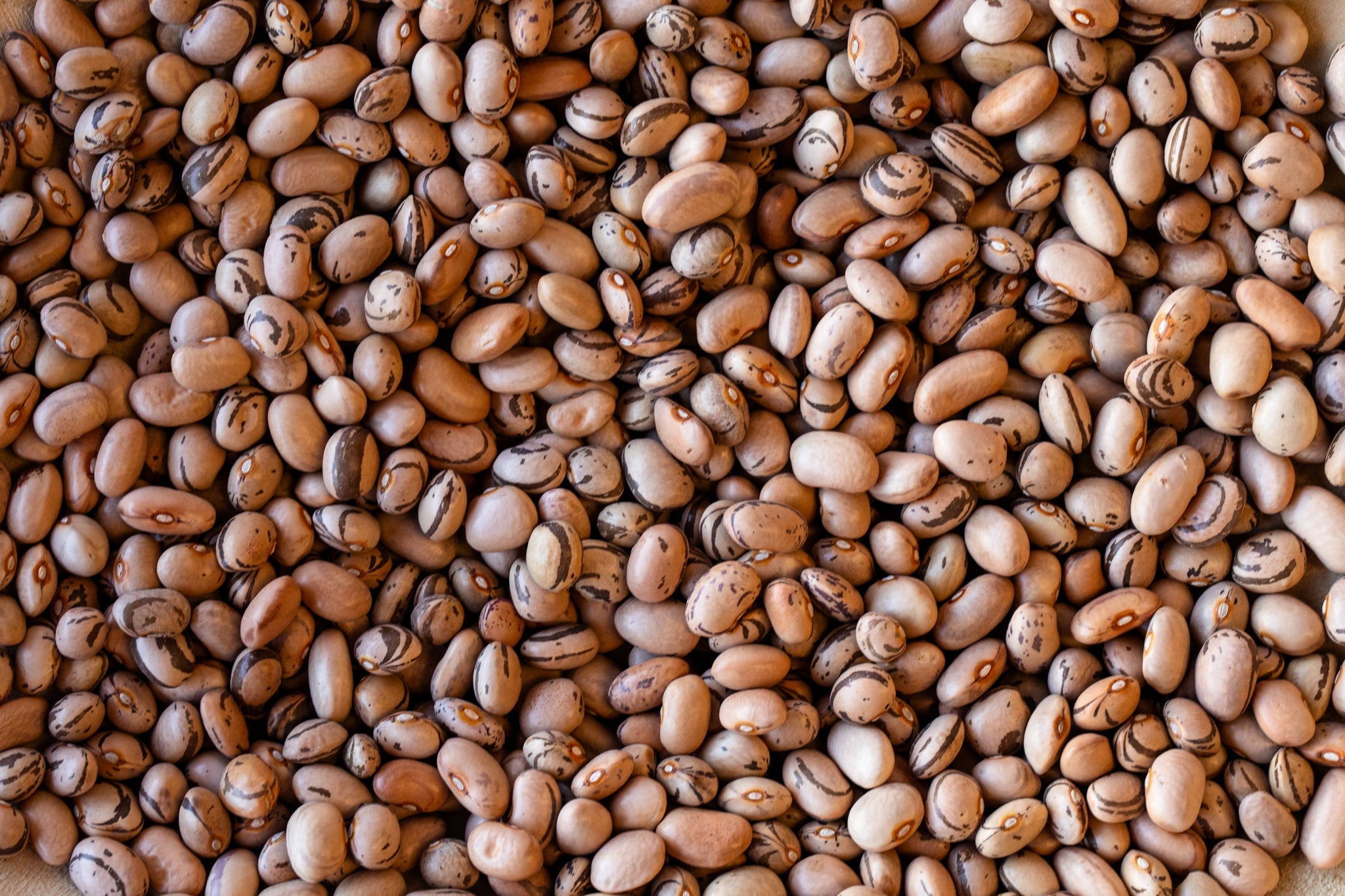 Eye of the Goat (Ojo de Cabra) Bean - Rancho Gordo