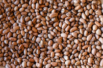 Eye of the Goat (Ojo de Cabra) Bean - Rancho Gordo