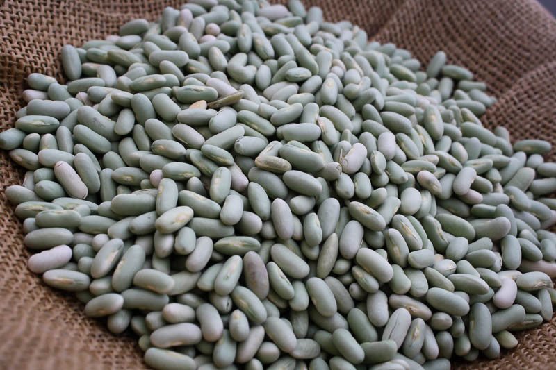 Flageolet Bean - Rancho Gordo
