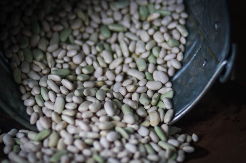Flageolet Bean - Rancho Gordo