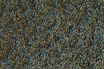 French - Style Green Lentil - Rancho Gordo