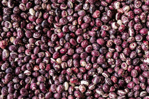 Good Mother Stallard Bean - Rancho Gordo