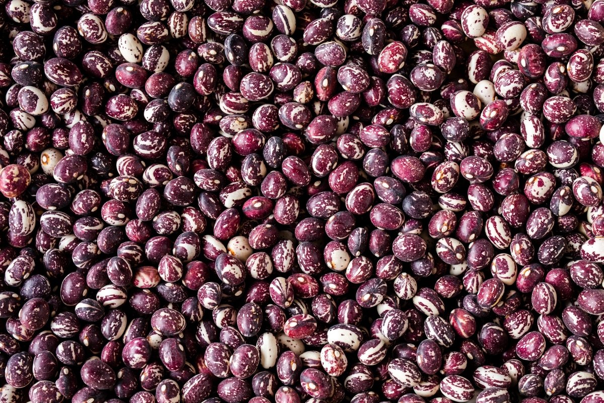 Good Mother Stallard Bean - Rancho Gordo