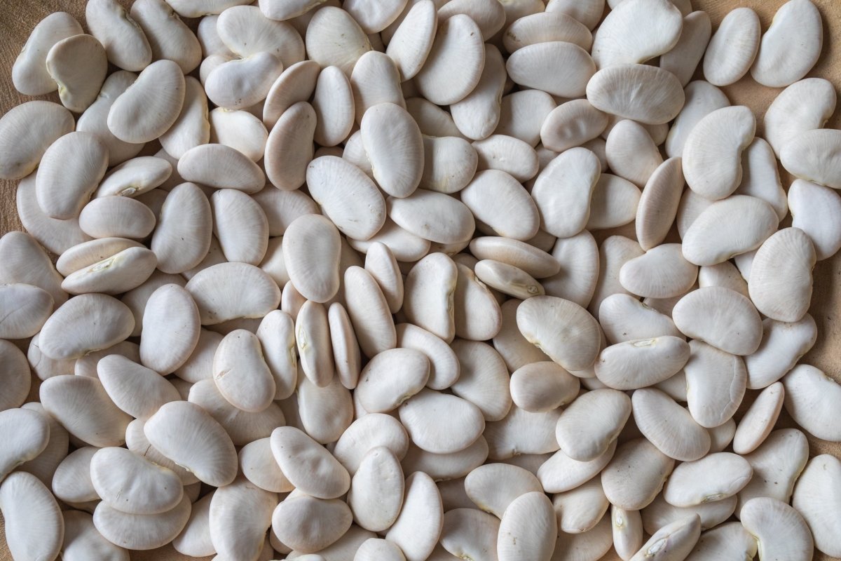 Jumbo Peruvian Lima Bean - Rancho Gordo