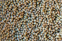 Mayocoba Bean - Rancho Gordo