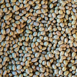 Mayocoba Bean - Rancho Gordo