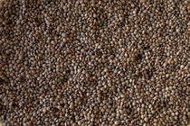 Pardina Lentil - Rancho Gordo
