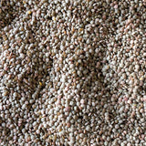 Puglia Lentil - Rancho Gordo