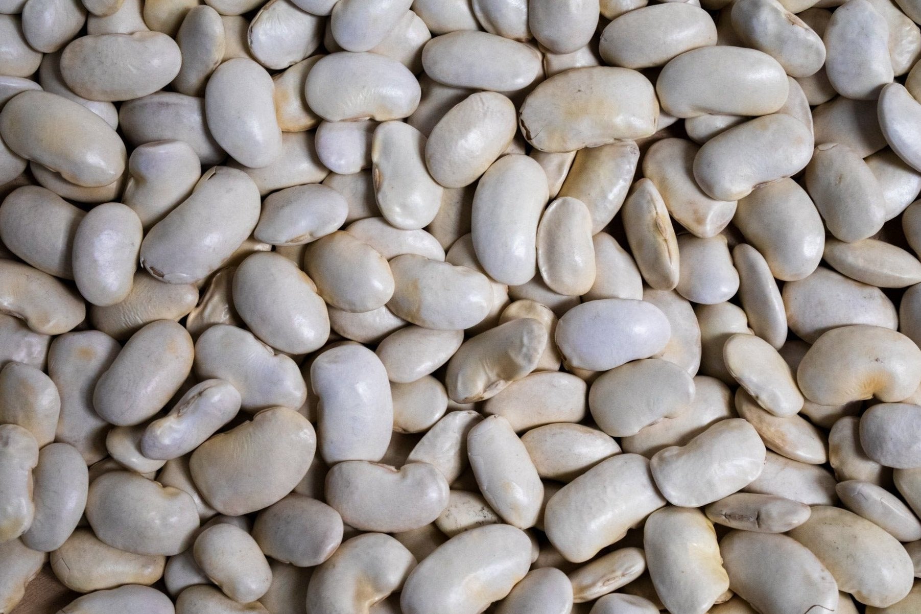 Royal Corona Bean - Rancho Gordo