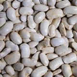 Royal Corona Bean - Rancho Gordo