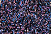 Scarlet Runner Bean - Rancho Gordo