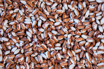 Snowcap Bean - Rancho Gordo