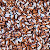 Snowcap Bean - Rancho Gordo