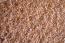 Sunrise Lentil - Rancho Gordo