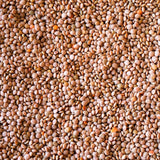 Sunrise Lentil - Rancho Gordo
