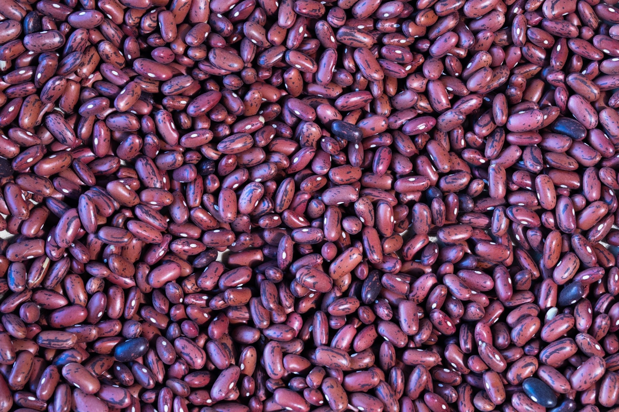 Tuscan Red Bean - Rancho Gordo